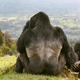 Illustration for article titled These Are the Most Spectacular Nature Photos of the Year